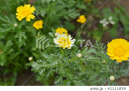 春菊の花の写真素材