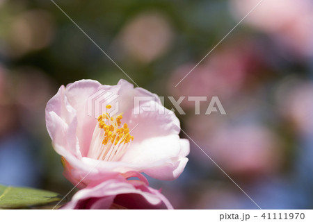 薄いピンクの椿の花の写真素材