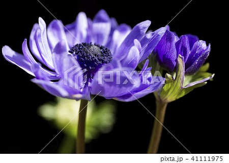 黒バックの紫色のアネモネの花の写真素材