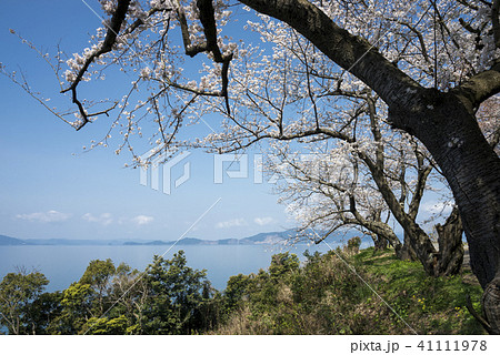 湯の児チェリーラインのソメイヨシノの桜並木 41111978