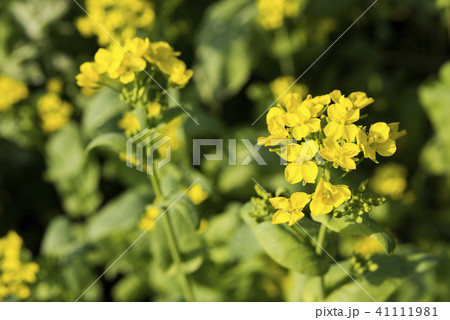 コマツナの花 41111981