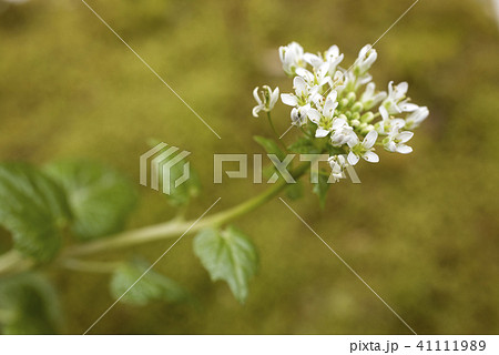 緑をバックにワサビの花 41111989