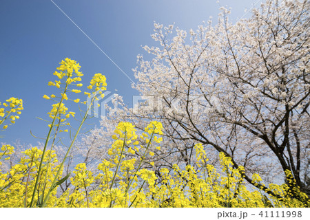 桜をバックに青空の下の菜の花畑 41111998