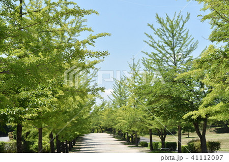 秩父 初夏のイチョウ並木 秩父 初夏のイチョウ並木 41112097