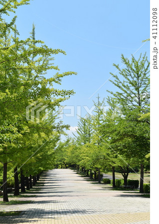 秩父 初夏のイチョウ並木 秩父 初夏のイチョウ並木 41112098