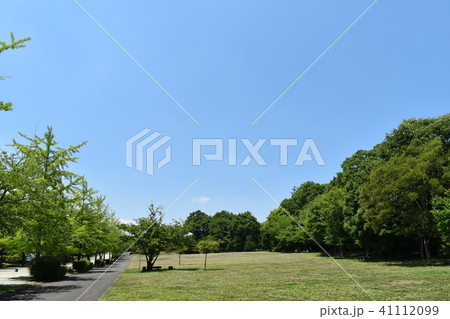 秩父 初夏のイチョウ並木 秩父 初夏のイチョウ並木 41112099