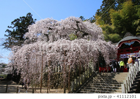 小川諏訪神社のシダレザクラ（福島県・いわき市） 41112101