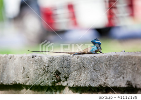An Calotes mystaceus An Calotes mystaceus 41112139