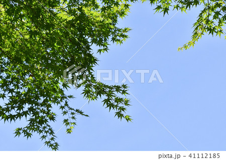イロハモミジ(伊呂波紅葉) イロハモミジ(伊呂波紅葉) 41112185