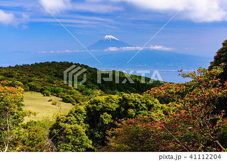 【静岡県】伊豆達磨山高原　富士山　春 41112204