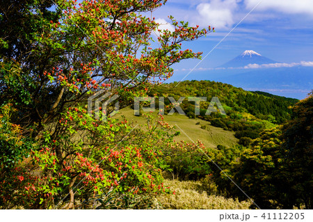 【静岡県】伊豆達磨山高原　富士山　春 41112205