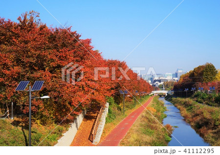ソウル・良才市民の森遊歩道 41112295