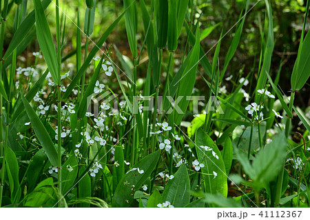 湿生植物　ヘラオモダカ 41112367