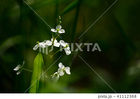 湿生植物　ヘラオモダカ 41112368