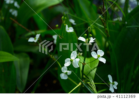 湿生植物　ヘラオモダカ 41112369