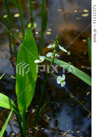 湿生植物 ヘラオモダカ 湿生植物 ヘラオモダカ 41112371