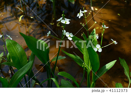湿生植物 ヘラオモダカ 湿生植物 ヘラオモダカ 41112373