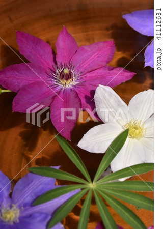 クレマチス 41112631