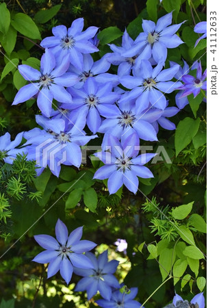 クレマチス 41112633
