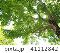 木陰 41112842