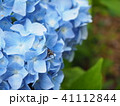 アジサイと昆虫 41112844