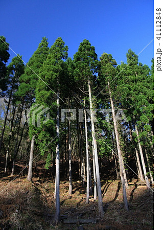 杉林（縦） 41112848