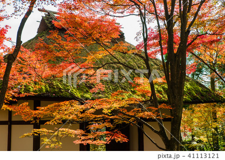 京都 常寂光寺 仁王門の紅葉 41113121