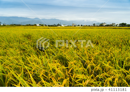 稲穂 イナホ 下る 41113181