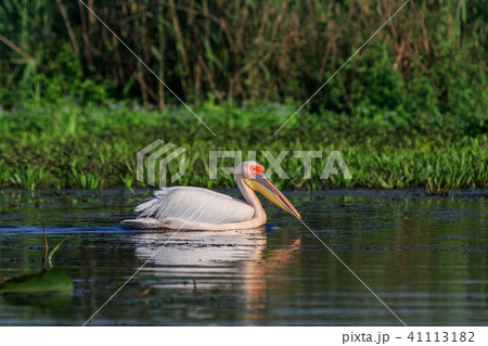 white pelican in Danube Delta, Romania white pelican in Danube Delta, Romania 41113182