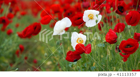 field of flowering red poppies field of flowering red poppies 41113357