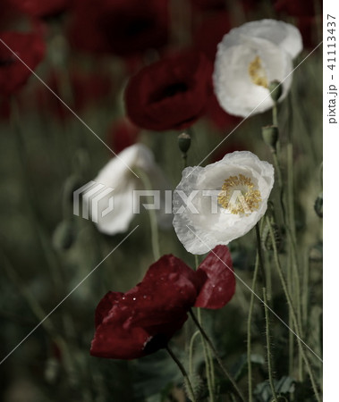 field of flowering red and whites poppies 41113437