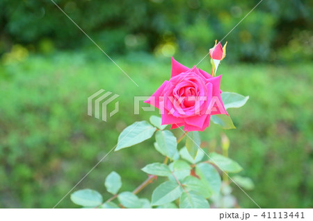 初夏のバラ クリスチャンディオールの花 初夏のバラ クリスチャンディオールの花 41113441