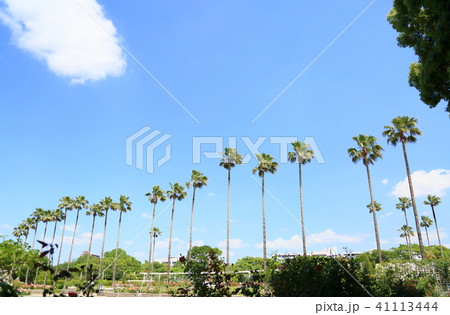 初夏の公園 パームツリー 初夏の公園 パームツリー 41113444