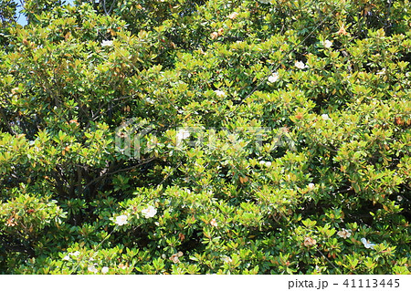 タイザンボクの花 タイザンボクの花 41113445