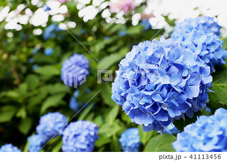 水戸八幡宮の紫陽花 41113456