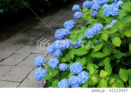 水戸八幡宮の紫陽花 41113457