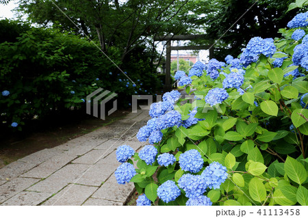 水戸八幡宮の紫陽花 水戸八幡宮の紫陽花 41113458