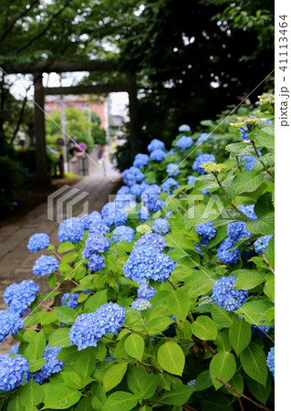 水戸八幡宮の紫陽花 41113464