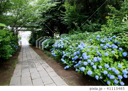 水戸八幡宮の紫陽花 水戸八幡宮の紫陽花 41113465