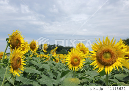 ひまわり畑 41113622