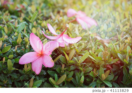 Pink flower blooming on spring meadow Pink flower blooming on spring meadow 41113829
