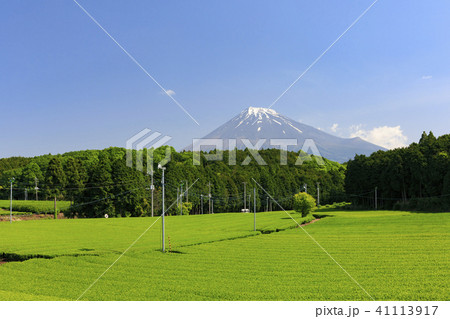 茶畑と富士山 茶畑と富士山 41113917