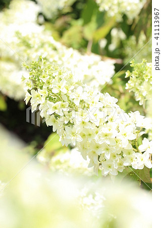 かしわばあじさい かしわばあじさい 41113967