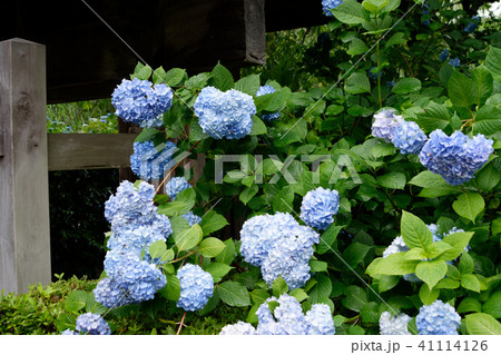 明月院の紫陽花 41114126