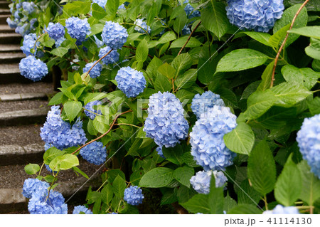 明月院の紫陽花 明月院の紫陽花 41114130