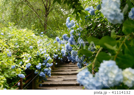 明月院の紫陽花 明月院の紫陽花 41114132