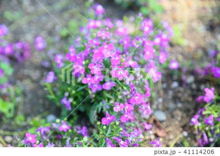 ロベリアの花の写真素材