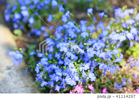 ロベリアの花の写真素材