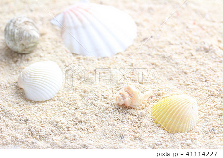 真夏の砂浜 41114227