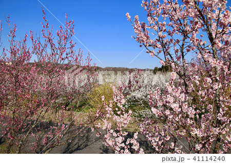 梅ロード(郡山市・西田町) 梅ロード(郡山市・西田町) 41114240